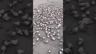 pigeon world kabootar kabutarbazi shortvideo pigeon pigeontraining viralvideo [upl. by Tap376]