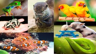 Top 10 Mascotas Exoticas y Legales [upl. by Tica]