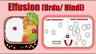 EFFUSION MEANING IN URDU EFFUSION ANIMATION  EXAMPLES OF EFFUSION CHEMISTRYBIOLOGYYOUTUBE [upl. by Cedar]