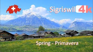 🇨🇭  SWITZERLAND SIGRISWIL PART 7 INTERLAKEN in Spring Walking Tour beautiful villages SUIZA 4k 🇨🇭 [upl. by Oiramed]