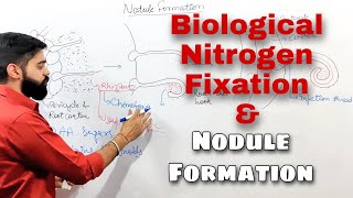 Nodule formation and Biological nitrogen fixation  Detailed Plant Physiology Class 11 and NEET [upl. by Meingolda]