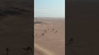 Arabian Desert Documentary  Animals  Stunning Views [upl. by Osugi500]