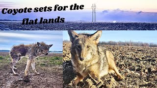 Coyote Trapping Land Management [upl. by Ahtaga]