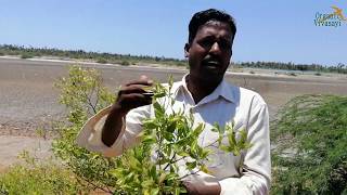 மாயாஜாலம் செய்யும் மூலிகை  virali leaves benefits  இயற்கை வாழ்வியல் ஆலோசகர் [upl. by Abel122]