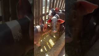 usa animals pigging food pig pighusbandry pigfeed farming video bigpig [upl. by Khano]