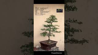 SN68 bonsai pruning wiring Pithecellobium DulceJungle JalebiManila Tamarind shorts [upl. by Ennyrb593]