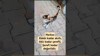 Kedi den Efsane kuyruk hareketi ile bir söz [upl. by Adnilav833]