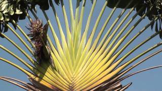 Travellers palm Ravenala madagascariensis [upl. by Burne605]