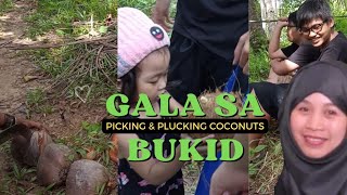 Gala sa Bukid Picking some Coconuts provincelife [upl. by Akeber]