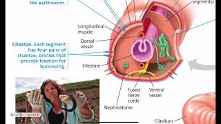 普生Ch331 無脊椎動物（1）刺絲胞生活史（2）血吸蟲生活史（3）蚯蚓構造（4）昆蟲簡單分類及性別決定（5）海星構造 [upl. by Enomed]