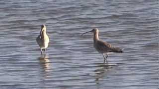 Curlew Courtship Dance  Wulpen Balts Dans Numenius Arquata [upl. by Adamina]