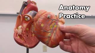 Heart Anatomy  Review and Practice [upl. by Hardy]