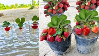 I dont need a Garden To Grow Strawberries Plants From Strawberries Fruit With three Glass of Water [upl. by Nezah]