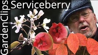 Serviceberry  Shadbush  Amelanchier  N American native flowering tree [upl. by Neomah739]