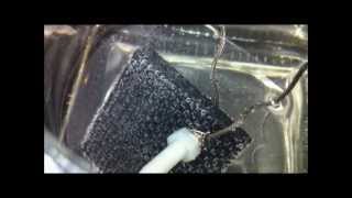 Experiment 4  Carbon Fiber HHO Electrodes Rectifying Current In Water [upl. by Ttoille338]