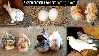 Pigeon 🕊️ 2 Chicks Full Growth Till Flying  Pigeon babies growth in 30 Days  Tafreeh Time [upl. by Elledoj]