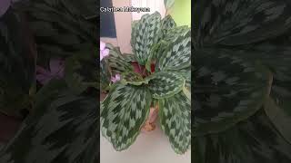 Calathea Makoyana jenis yang kerap disebut sebagai “peacock plants” alias tanaman burung merak [upl. by Aryahay312]