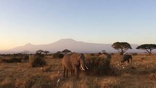 Elephants of Amboseli NP Kenya [upl. by Cain245]