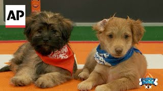 Puppy Bowl celebrates 20 years [upl. by Akinahc500]