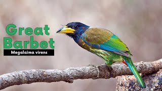 Great Barbet  Megalaima virens The most vocal bird of Mountain BirdsOfIndia [upl. by Esilrahc]