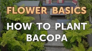 How to Plant Bacopa [upl. by Petrine581]