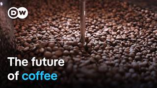 How climate change threatens coffee production  DW Documentary [upl. by Artemis]