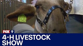 4H livestock show at MN State Fair [upl. by Eliades284]