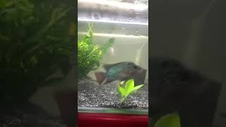 🥰🥶BEUTIFUL FLOWERHORN FISH TANK SETUP PLANT fish flowerhorn aquarium trending [upl. by Elehcin]