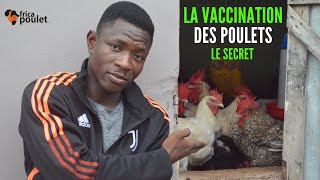 COMMENT VACCINER vos POULETS PROPHYLAXIE de vaccination de poulet GOLIATH élevage de poulet local [upl. by Jaimie]