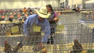 Chicken Show Judging [upl. by Greenstein]