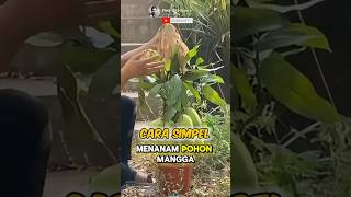 Education How to Grow Mango Fruit at Home🌟🥭 Part 01 🌍 shorts short unique [upl. by Cristobal]