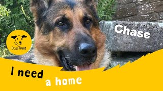 Chase the charming German Shepherd  Dogs Trust Cumbria [upl. by Eila]