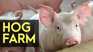 Hog Farm Backyard Hog Fattening  FULL Version  Agribusiness How It Works [upl. by Hake]