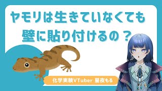 【化学実験】ヤモリは生きていなくても壁に貼り付けるの？【VTuber星夜もる】 [upl. by Namzed]