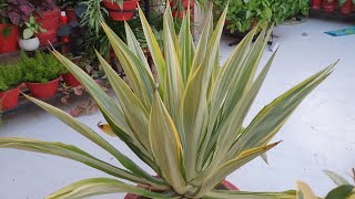 Oldest Plant in My Garden  Furcraea  How to Grow and Care Furcraea Plant  Fun Gardening [upl. by Holle]