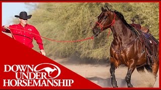 Clinton Anderson What size halter should I get for my horse  Downunder Horsemanship [upl. by Gates504]