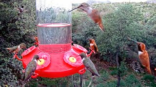 Incredible Hummingbird Frenzy at the West Texas Feeders [upl. by Lion]