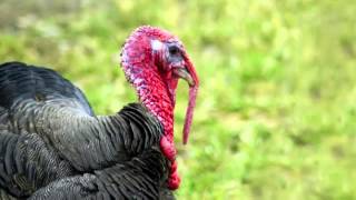 Turkey Call  Turkey Sound  Learn The Sound a Turkey Makes [upl. by Nirraj]