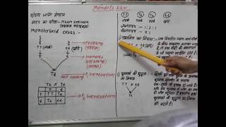 Mendels Law in hindi  मेंडल के नियम हिंदी में [upl. by Ecienal]