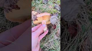 lactariusdeliciosus lactarius saffronmilkcap mushroom forest mushroomhunting wildfood nature [upl. by De]