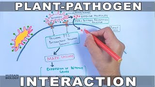 Plant Pathogen Interaction  Signalling [upl. by Nileuqay]