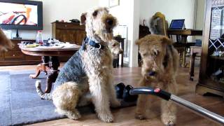 Cleaning Airedales [upl. by Darmit]