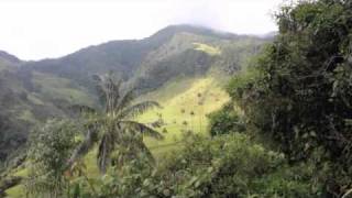 Valle de Cocora Quindio Colombia ECOTOURISM [upl. by Kamerman959]