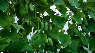 How to grow Tindora  Ivy Gourd [upl. by Feldt801]