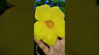 Very beautiful allamanda plant and flower gardening flowers nature allamandaflower [upl. by Ilwain328]