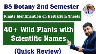 BS Botany Plant Collection  40 Wild Herbs with Scientific Names  Quick Review [upl. by Ylas]