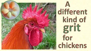 Insoluble grit for chickens digestion [upl. by Asyle]