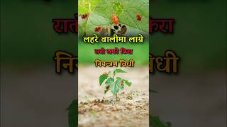 तरकारीमा लाग्ने किरा नियन्त्रण विधी shorts agrodevnepal [upl. by Lanford604]