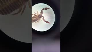 Pseudoscorpion is a Strong Predator Did You Know 09august2022 [upl. by Abekam]