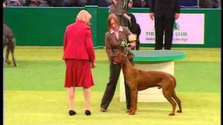 Rhodesian Ridgeback BOB Crufts 2007wmv [upl. by Baniaz]